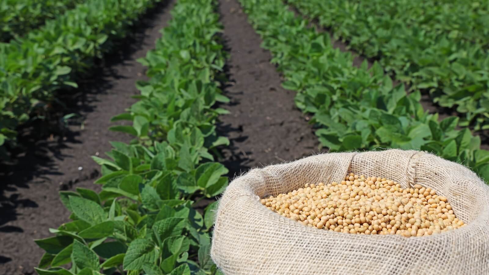 Trend Signals in Agriculture ETF; Wheat and Soybeans Turn Up; A Tribute to John Murphy